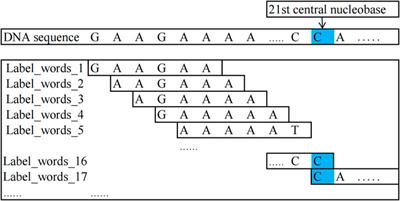 iDNA-OpenPrompt: OpenPrompt learning model for identifying DNA methylation